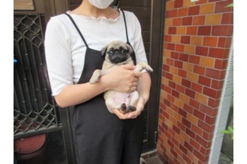 成約済の神奈川県のパグ-96804の4枚目